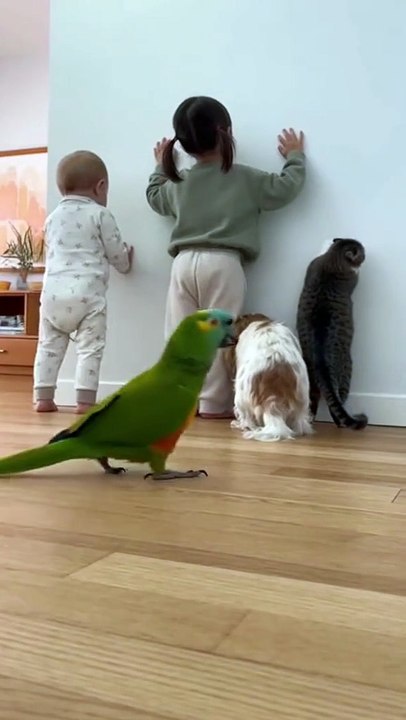 Parot