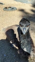 Australian emu bird