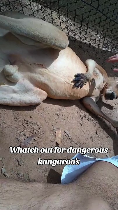 Playing with the kangaroo