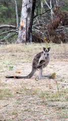 Australian kangaroo 🦘