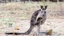 Australian kangaroo 🦘