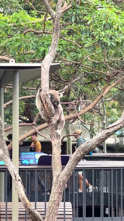 The koala 🐨