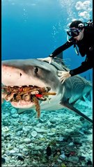 Diver rescue a shark from ocean trash