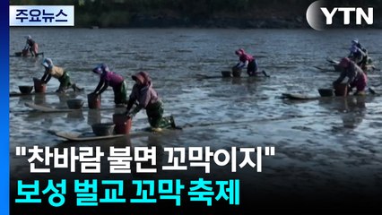"찬바람 불면 꼬막이지"...보성 벌교 꼬막 축제 / YTN