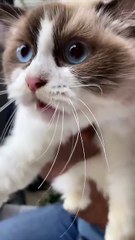 Sweet Ragdoll Cat With the Cutest Soft Meows | Fluffy & Gentle Voice