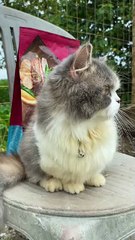 Adorable Munchkin Cat Making Cute Sounds | Tiny Legs, Big Personality!