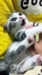 Funny & Cute Cat Moments You Must See Today!