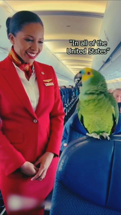Do u have 🦜 parrot 😂