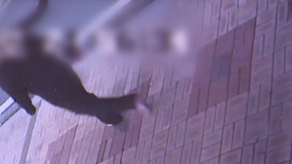 70대 모친 흉기로 살해하고 도주...20대 남성 체포 / YTN