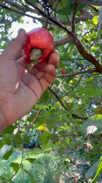 Cashew Nuts Health Benefits Why Cashews Are So Good for You Amazing Benefits of Cashew Nuts Cashews for Energy, Skin & Heart Health Healthy Snacking: Benefits of Cashews Cashews: A Superfood You Should Eat Top Benefits of Eat Reacts | DIY videos | crafts