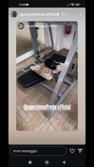 agozzino Alfredo gli attrezzi della palestra occupati dai suoi gatti