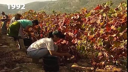A Evolução da Política Agrícola Comum (PAC): Da Produção em Massa a uma Agricultura Mais Sustentável