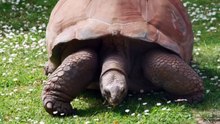 CRADLE OF WILDLIFE