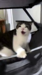 Angry Cat Looks Adorably Cute While Getting Teased by Its Owner