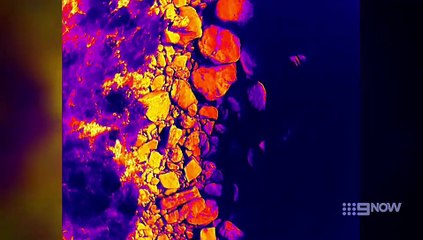 Taronga: Who’s Who In The Zoo - Season 6 Episode 3 - Seal Survey