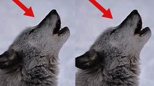 Video shows the impressive howl of a wolf that leaves many in awe