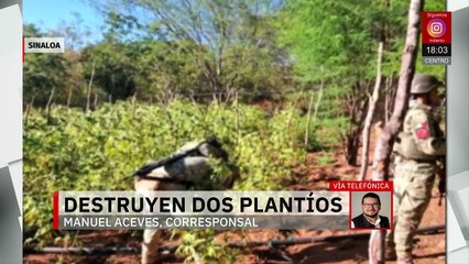 Dos plantíos de mariguana fueron destruidos por el ejército y la Guardia Nacional en Sinaloa