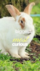 ✨ Binky’s Medical Adventure ✨