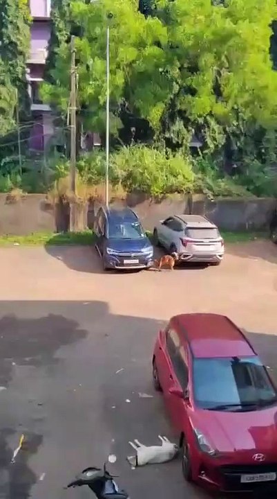 Dog Damaged Car