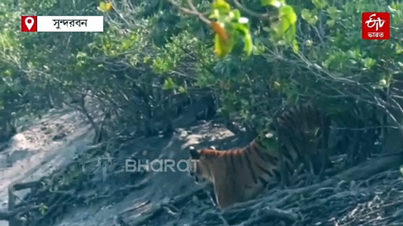 সাঁতার কাটছে বনের রাজা, অন্যটি বেরোল জঙ্গল থেকে; দেখুন 'রয়্যাল' ভিডিয়ো