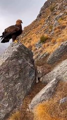 On a quiet autumn slope in Central Asia, a golden eagle stands watch from a rocky ledge. Suddenly, a lynx appears from behind — and a tense moment unfolds between two apex predators. Feathers and fur fly in a sudden clash of instincts. But then, the eagle