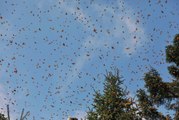 Regresan a México las mariposas monarca