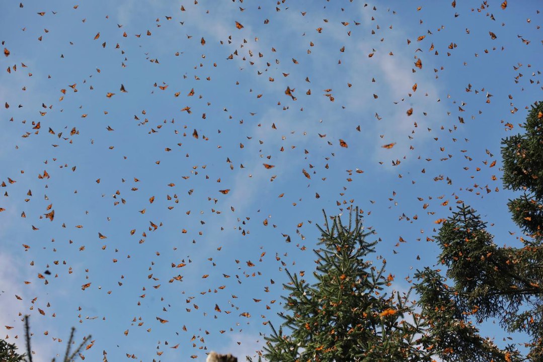 Regresan a México las mariposas monarca