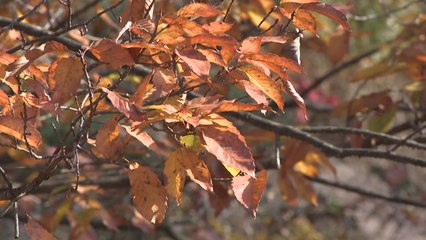 [날씨] 건조한 날씨에 곳곳 화재 속출...공원에서도 '불조심' / YTN