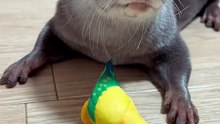 Let's play with me...🦦