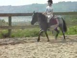 Moi   Diva ex° trot->galop (2)