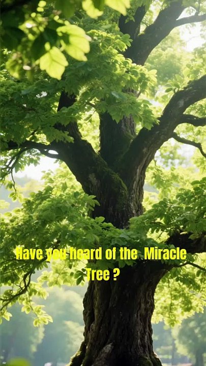 Moringa_ The “Miracle Tree” Powder for Aging