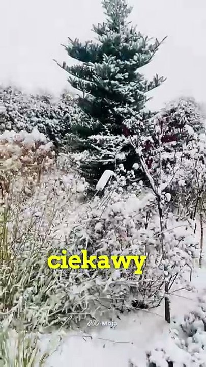 mojo_video