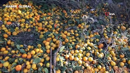 Mandalinanın fiyatı 2 TL'ye düştü, tonlarca ürün vatandaşlara ücretsiz dağıtıldı