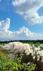 Kashful I Kans grass l wild sugarcane l kasful