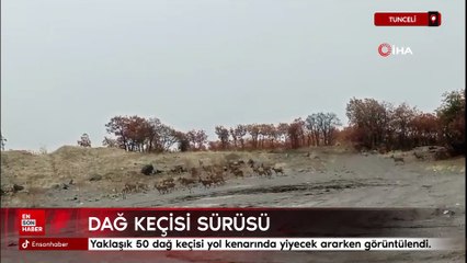 Tunceli'de dağ keçisi sürüsü görüntülendi