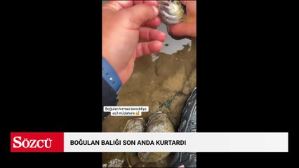 Boğulan balığı son anda kurtardı! Türk yayıncının videosu viral oldu