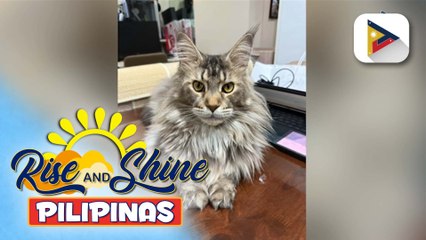 Wednesday Pet's Day | Maine coon cat