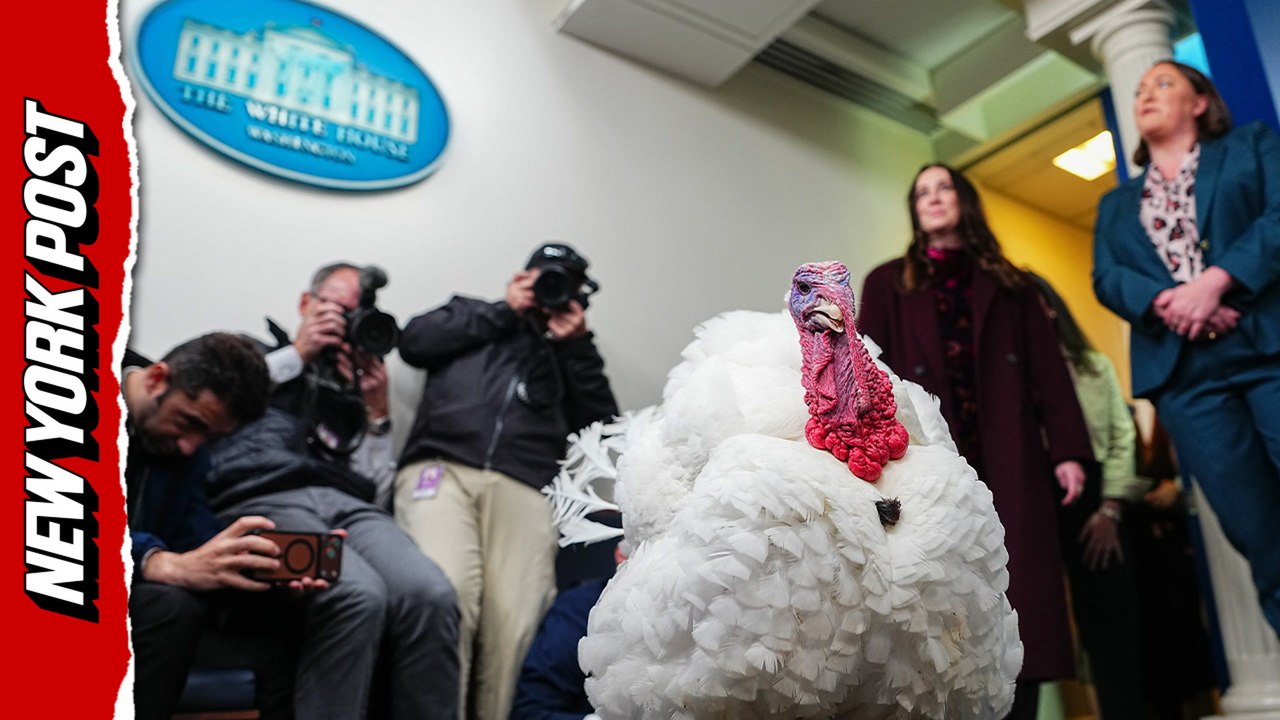 Thanksgiving turkey takes over White House Press Briefing Room