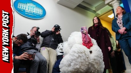 Thanksgiving turkey takes over White House Press Briefing Room