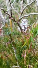 'Jarrah' the koala joey welcomed in NSW Barrington Tops sanctuary