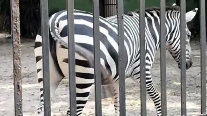 🌿 Alipore Zoo Happy Trip | Kolkata Alipore Zoological Garden Full Tour | Family Travel Vlog 🌿