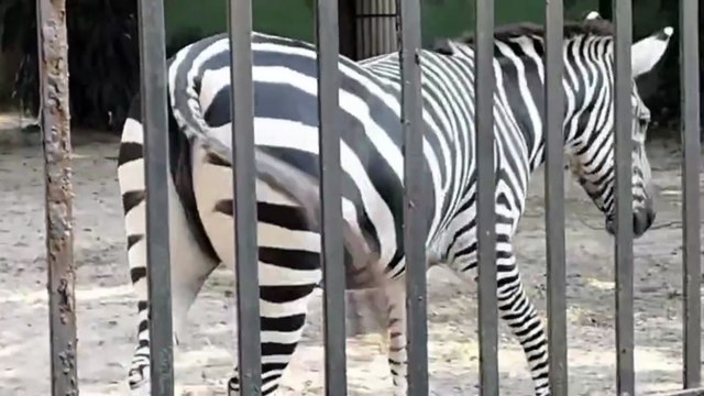 🌿 Alipore Zoo Happy Trip | Kolkata Alipore Zoological Garden Full Tour | Family Travel Vlog 🌿