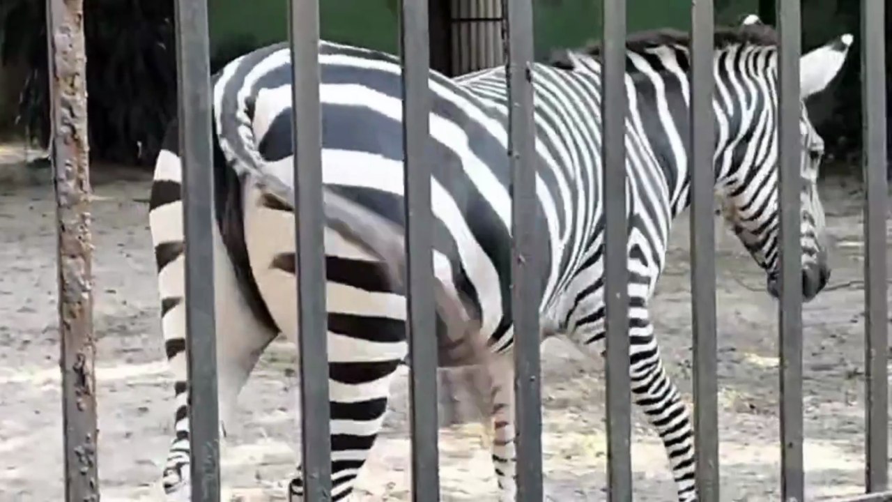 🌿 Alipore Zoo Happy Trip | Kolkata Alipore Zoological Garden Full Tour | Family Travel Vlog 🌿