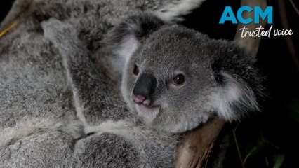 'Jarrah' the koala joey welcomed in NSW Barrington Tops sanctuary
