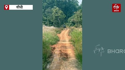 जिप्सी के सामने से शाही अंदाज में निकली बाघिन 'बचईया', सुपर मॉम की बेटी का रौब देख टूरिस्ट दंग