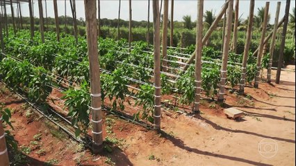 Globo Rural (23/11): Confira o que foi destaque no programa de hoje