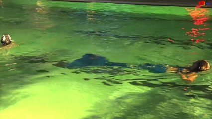Quiberon   | Natation Sirène dans la Piscine 2015 | TV Quiberon 24/7