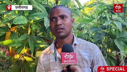 कांकेर में 'लाख' की खेती से लाखों की कमाई, दूसरे राज्यों तक उत्पादन और बीज का निर्यात