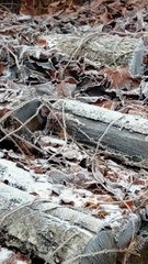 WInter Is Here :) #winter #frost #snow #cold #trending #fyp #Poland