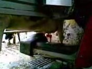 Robot LELY